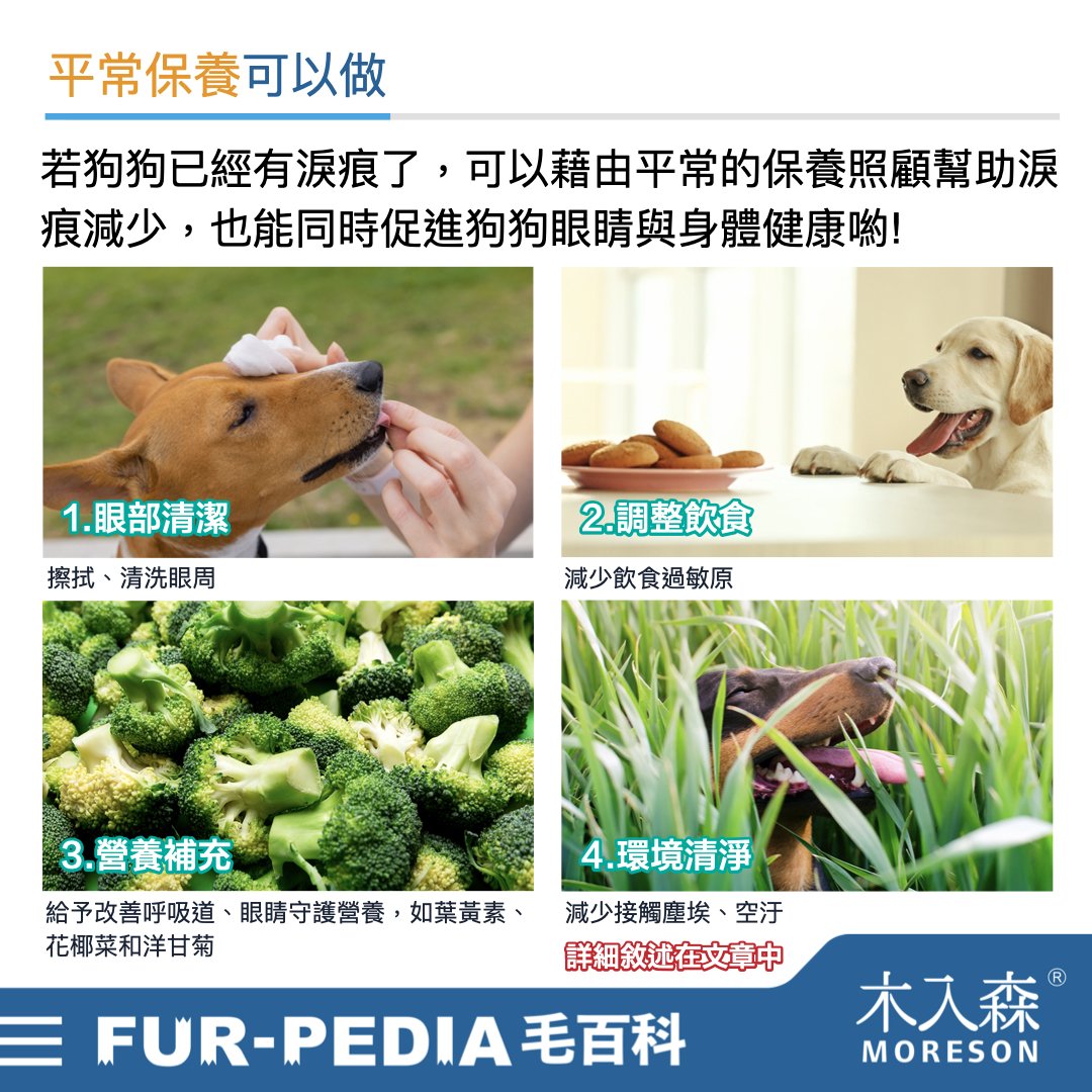 狗狗淚痕完全打擊！推薦給飼主的4招清潔、改善方法