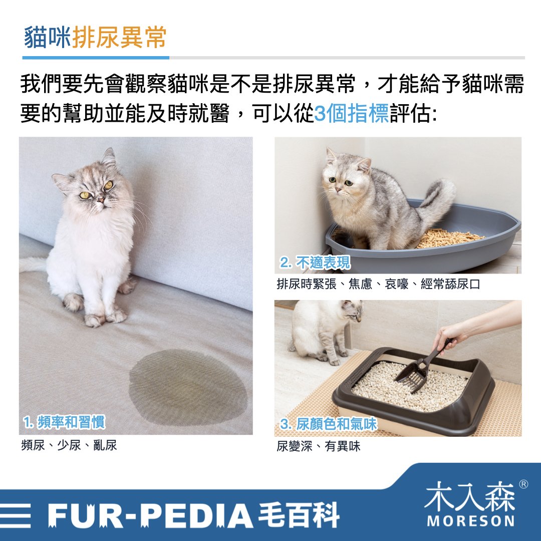 發現貓咪尿不出來？用這「5」個步驟判斷原因、症狀、預防復發方法。
