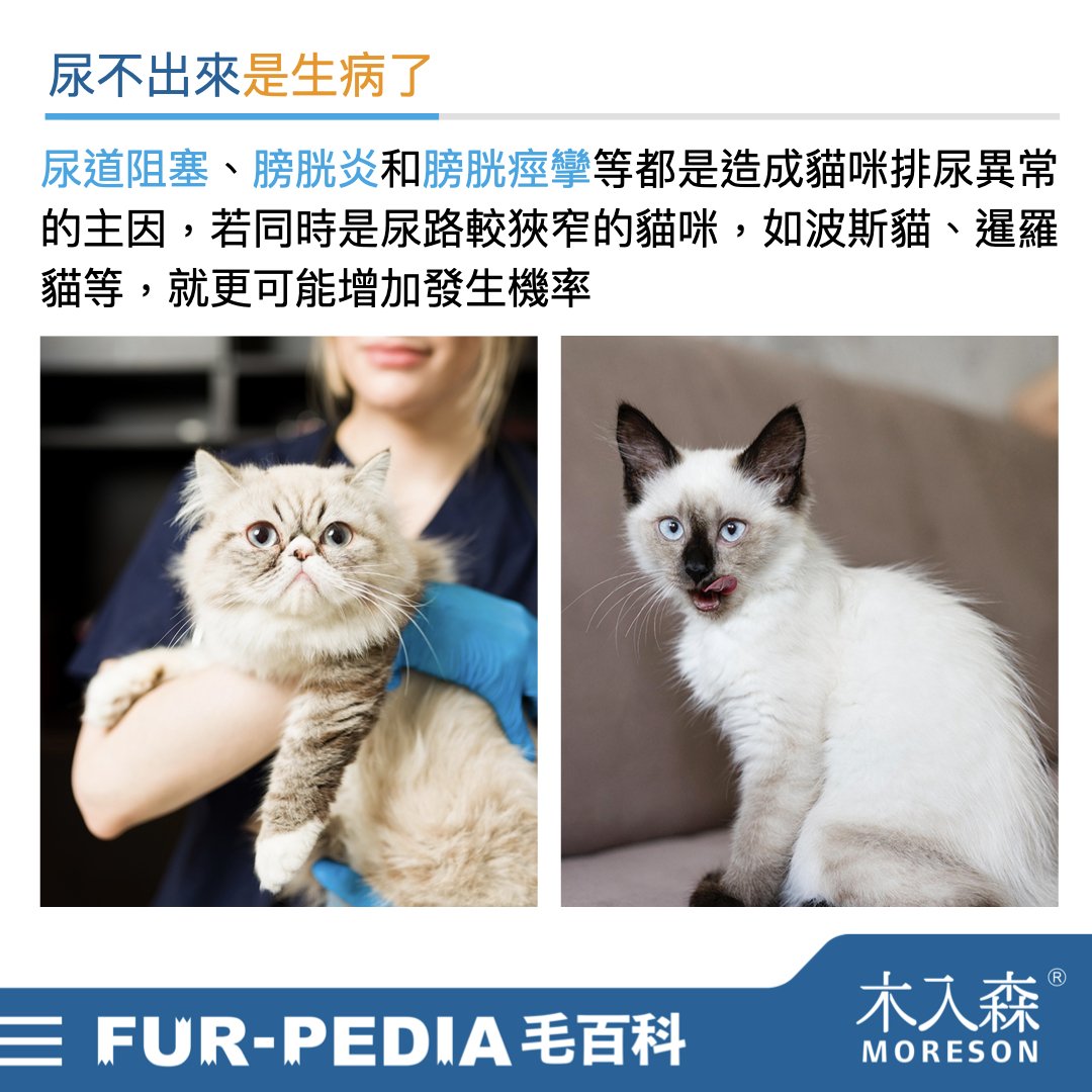 發現貓咪尿不出來？用這「5」個步驟判斷原因、症狀、預防復發方法。