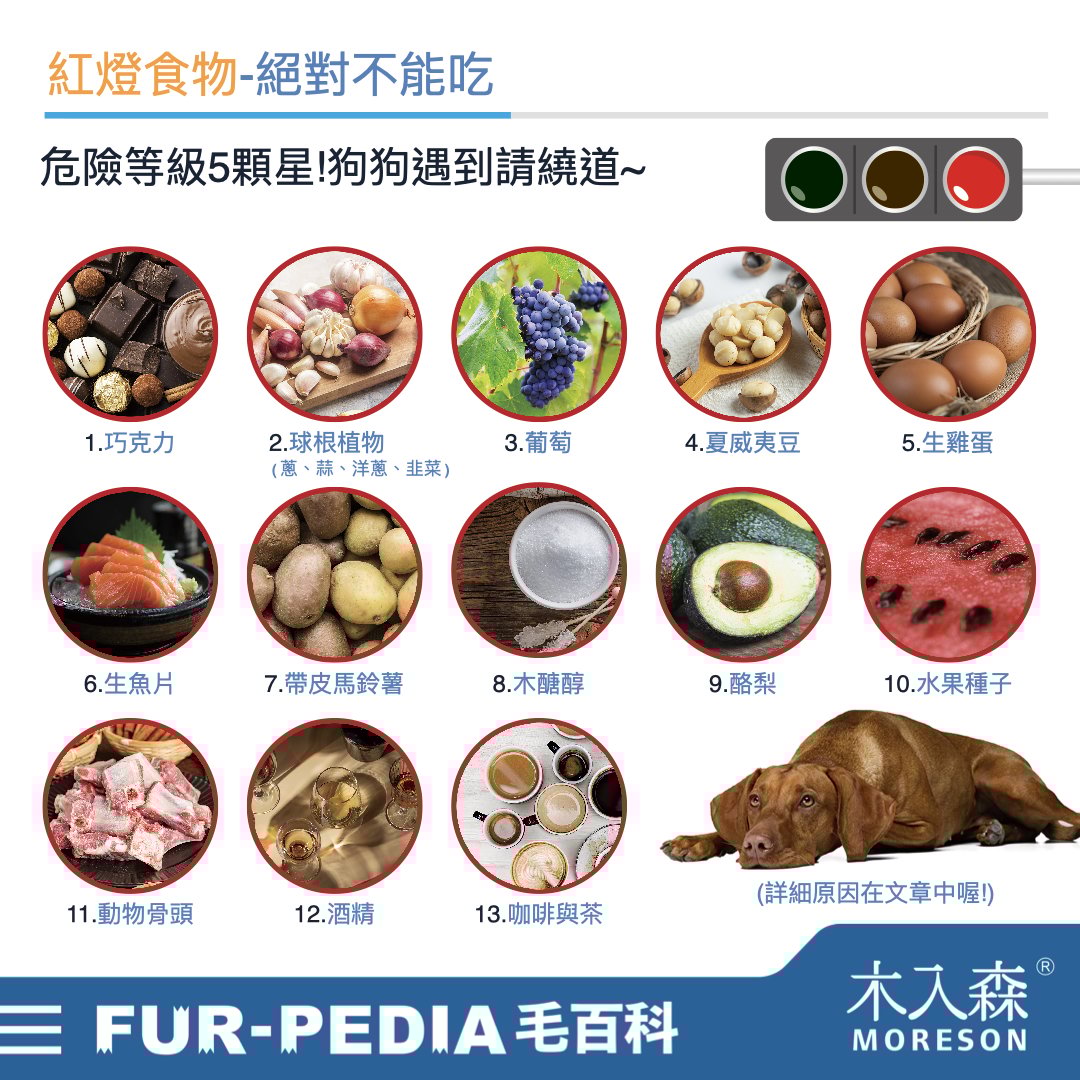 狗狗能吃什麼？不能吃什麼？常見的37種食物大公開！