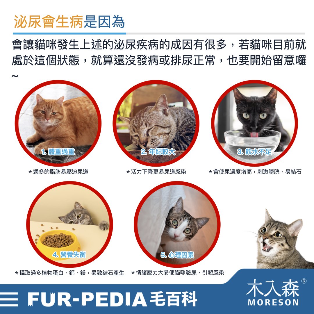 發現貓咪尿不出來？用這「5」個步驟判斷原因、症狀、預防復發方法。