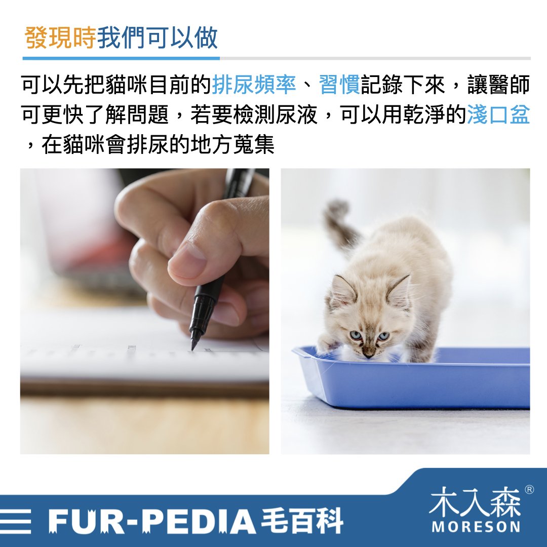 發現貓咪尿不出來？用這「5」個步驟判斷原因、症狀、預防復發方法。