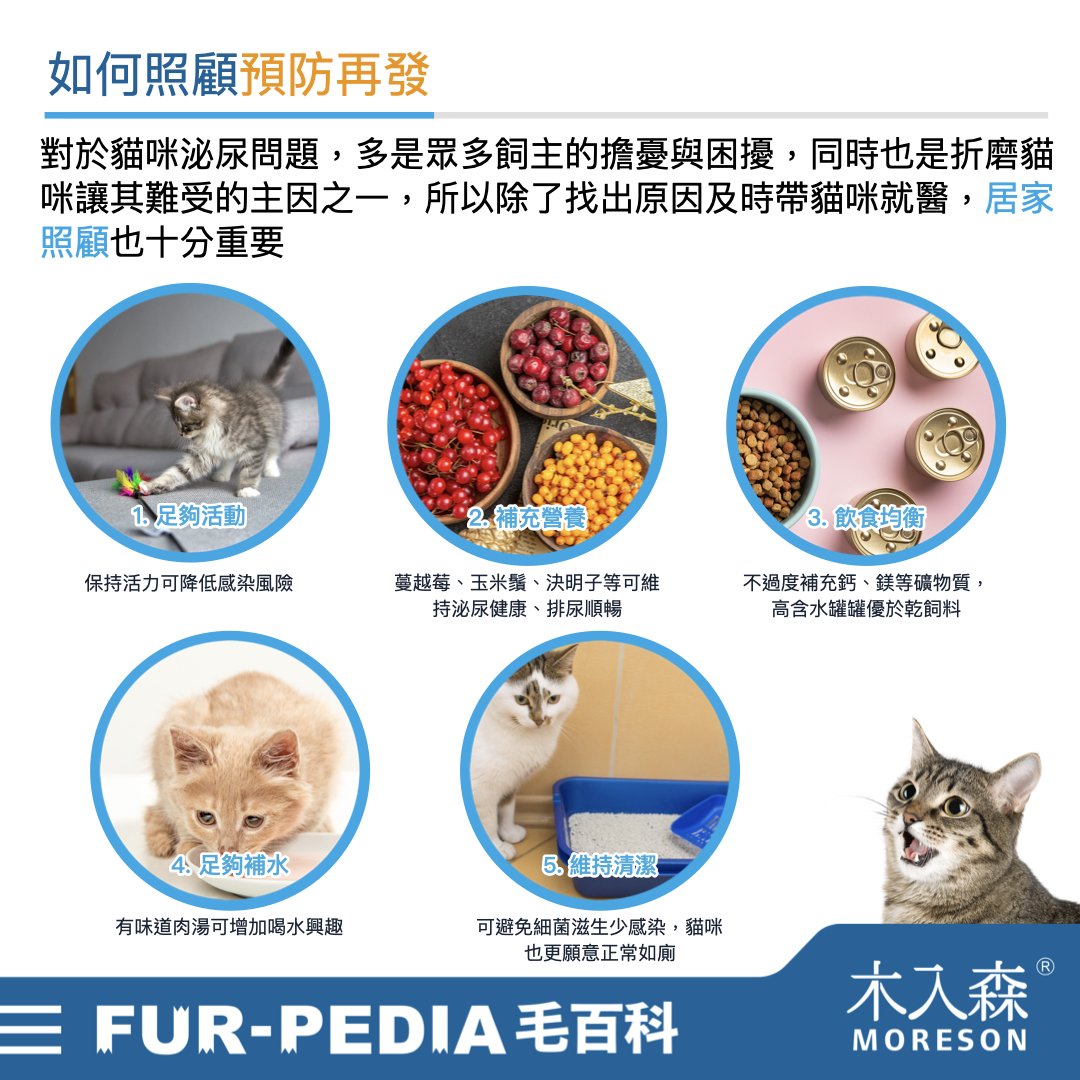 發現貓咪尿不出來？用這「5」個步驟判斷原因、症狀、預防復發方法。