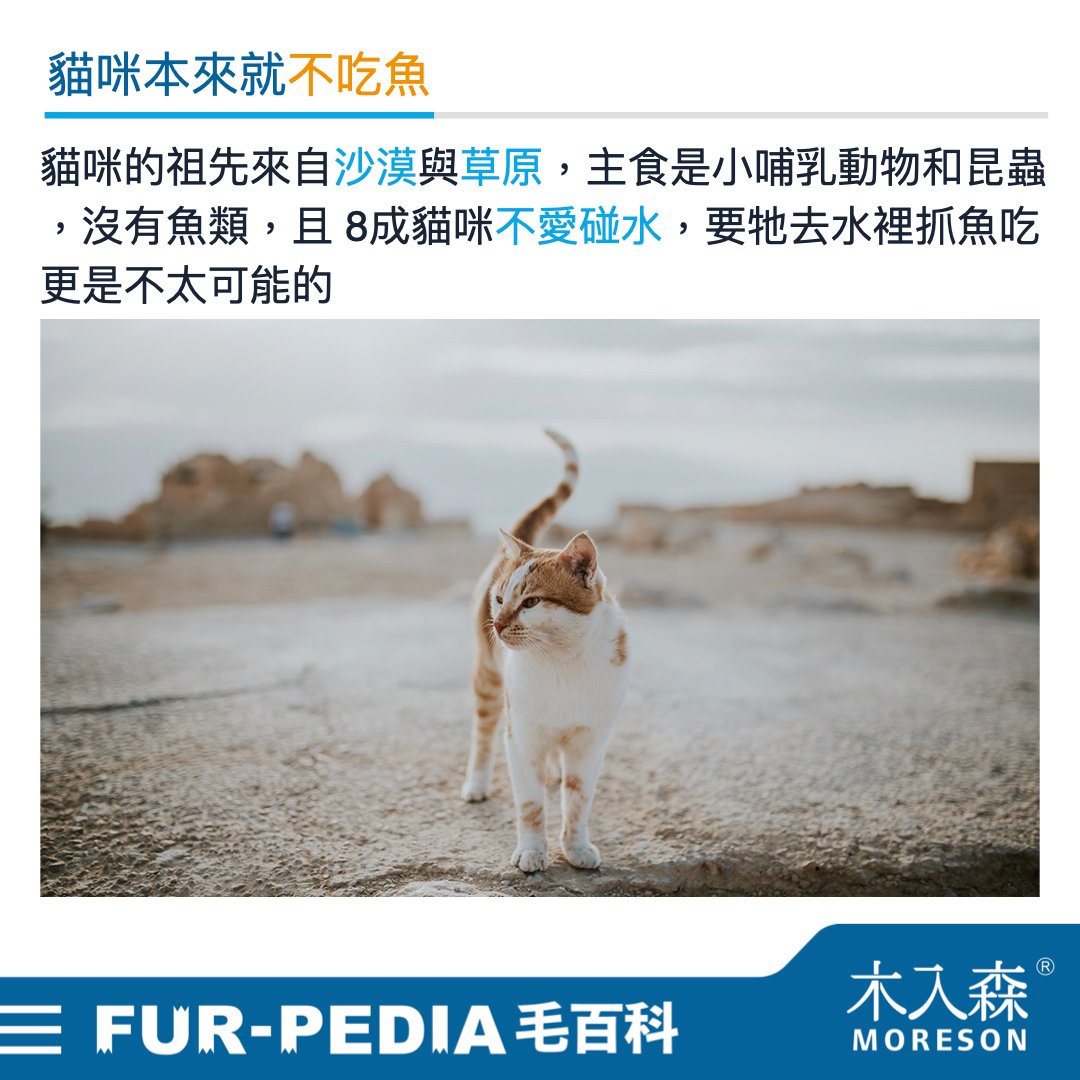 貓咪可以吃魚嗎