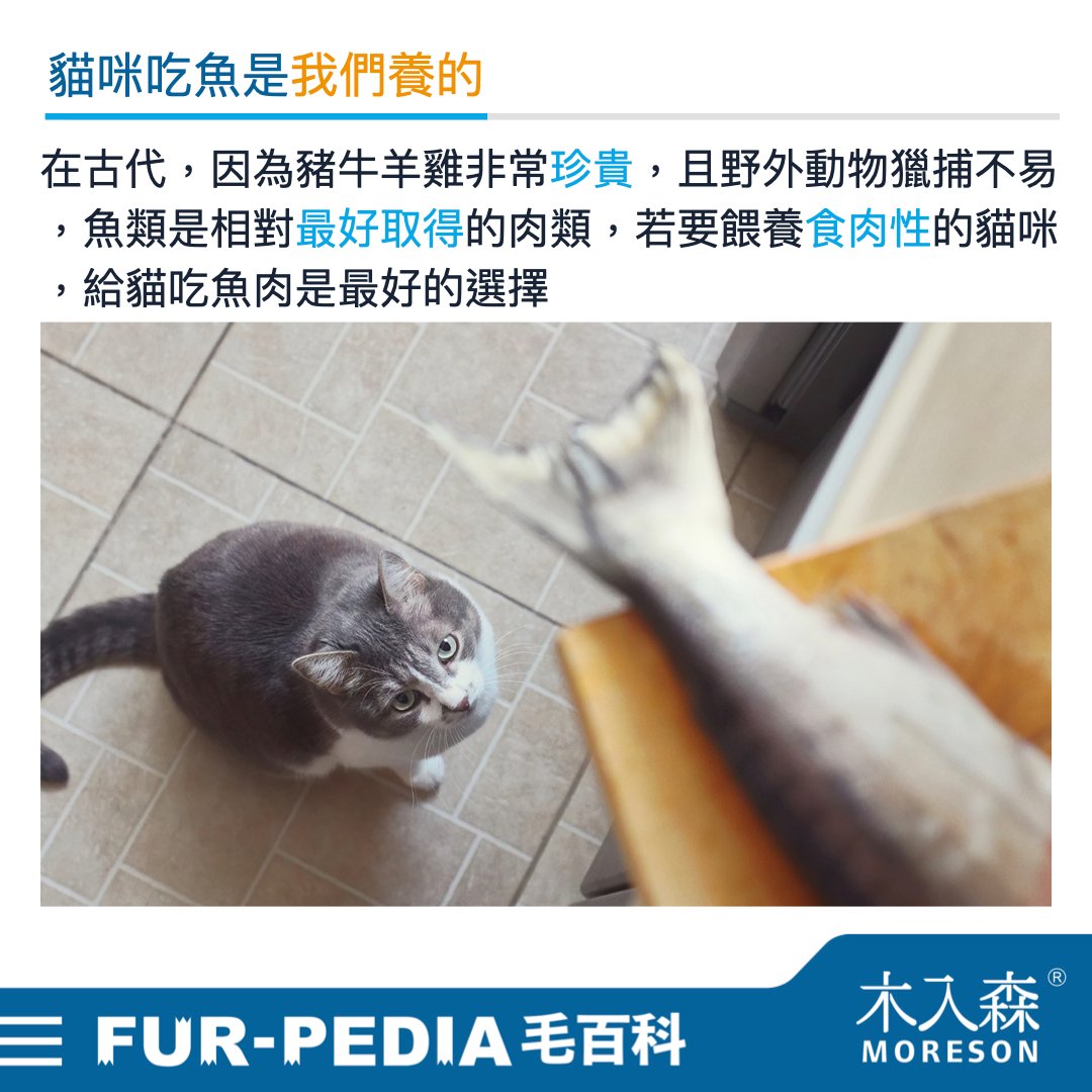 貓咪可以吃魚嗎