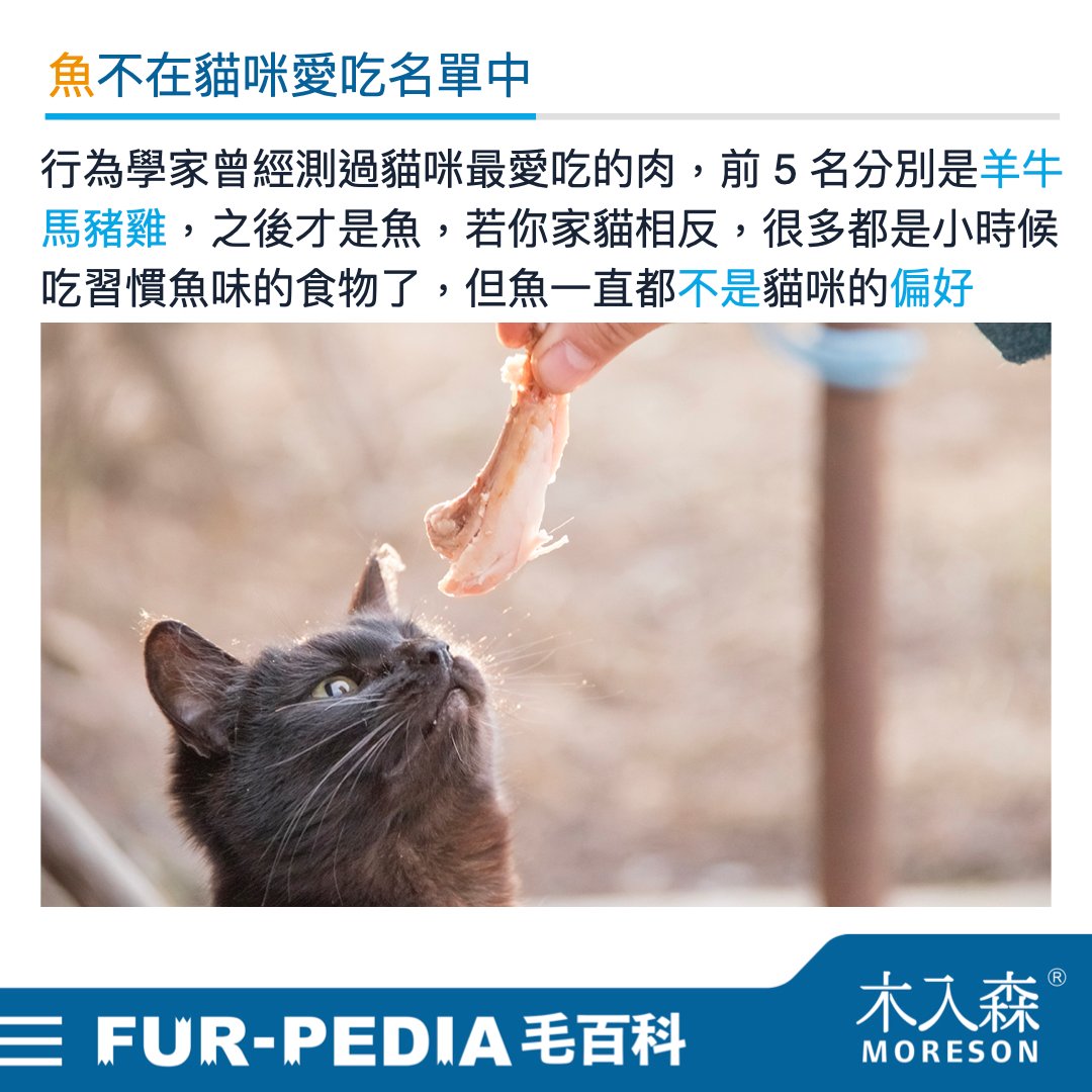 貓咪可以吃魚嗎