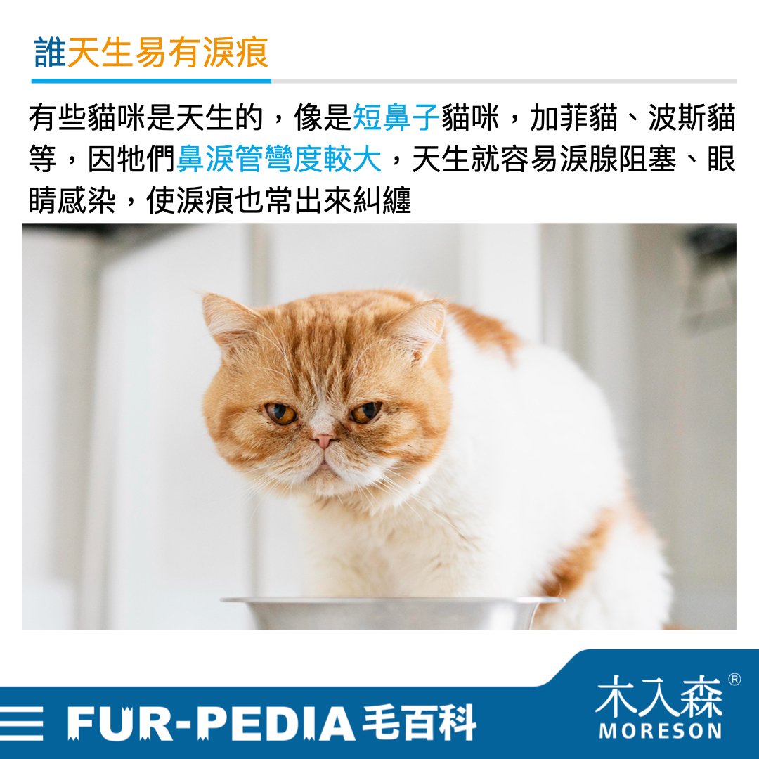 貓咪淚痕完全打擊！清潔淚痕，推薦飼主先做好這「4」件事