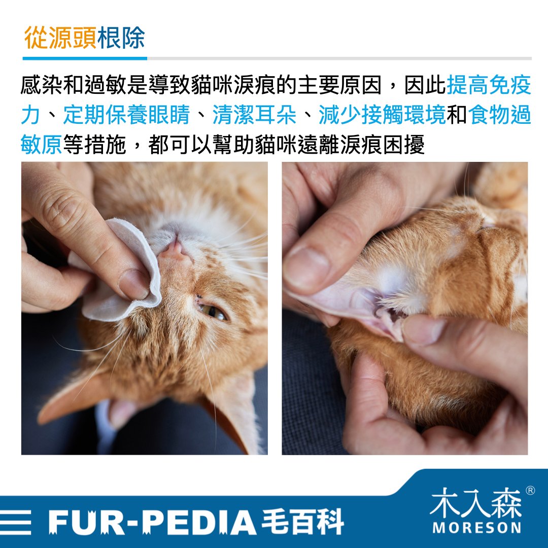 貓咪淚痕完全打擊！清潔淚痕，推薦飼主先做好這「4」件事