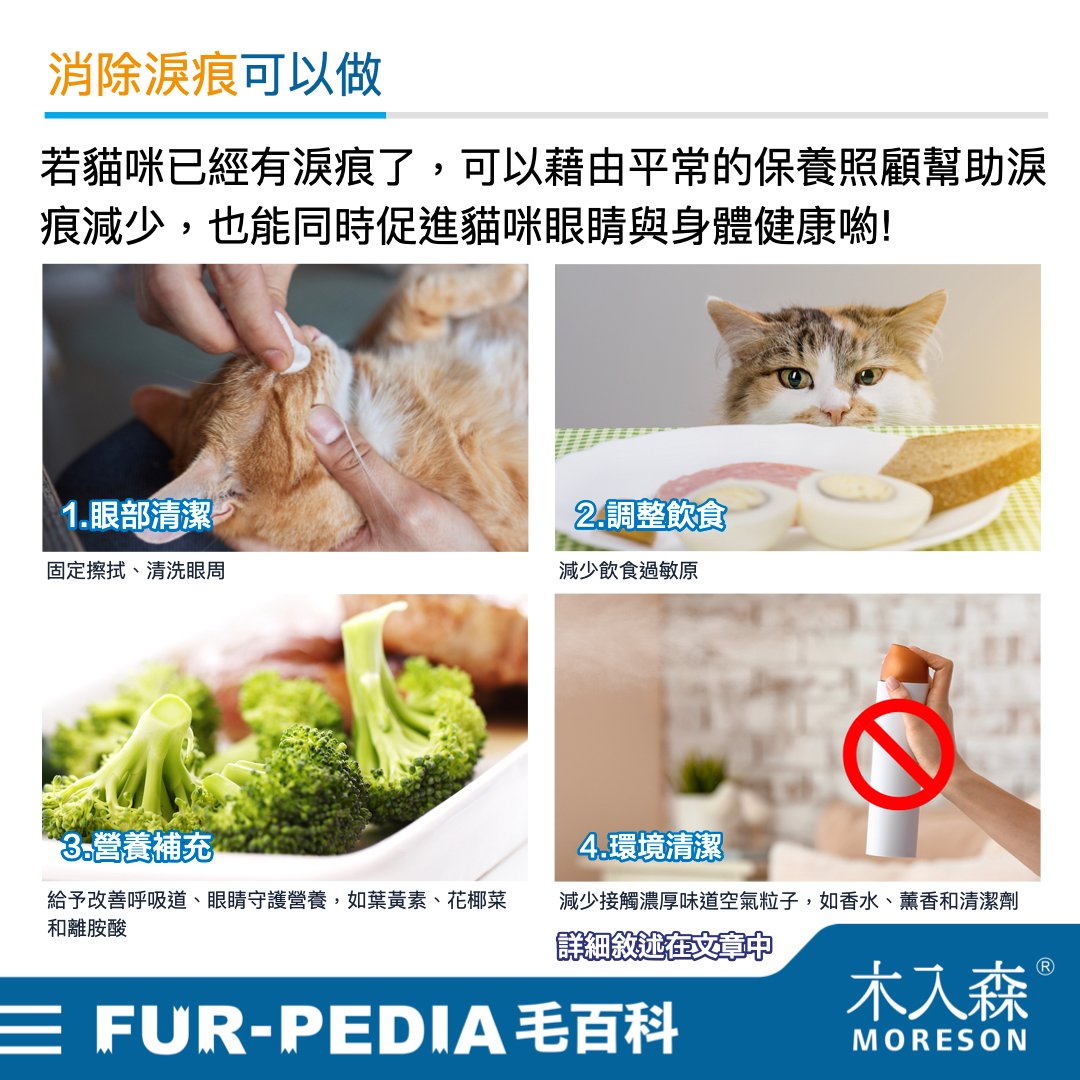 貓咪淚痕完全打擊！清潔淚痕，推薦飼主先做好這「4」件事