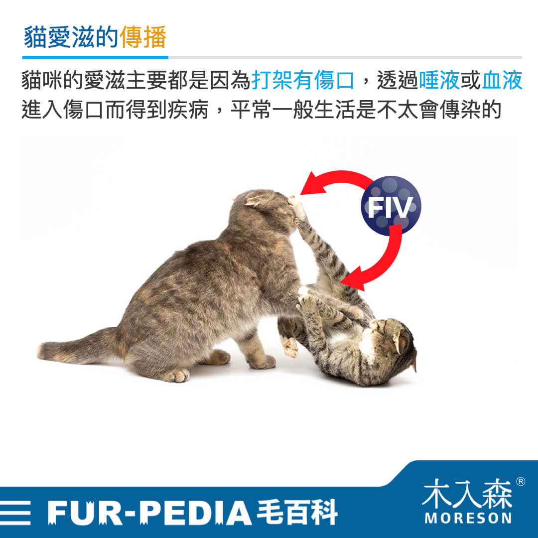 貓愛滋是什麼