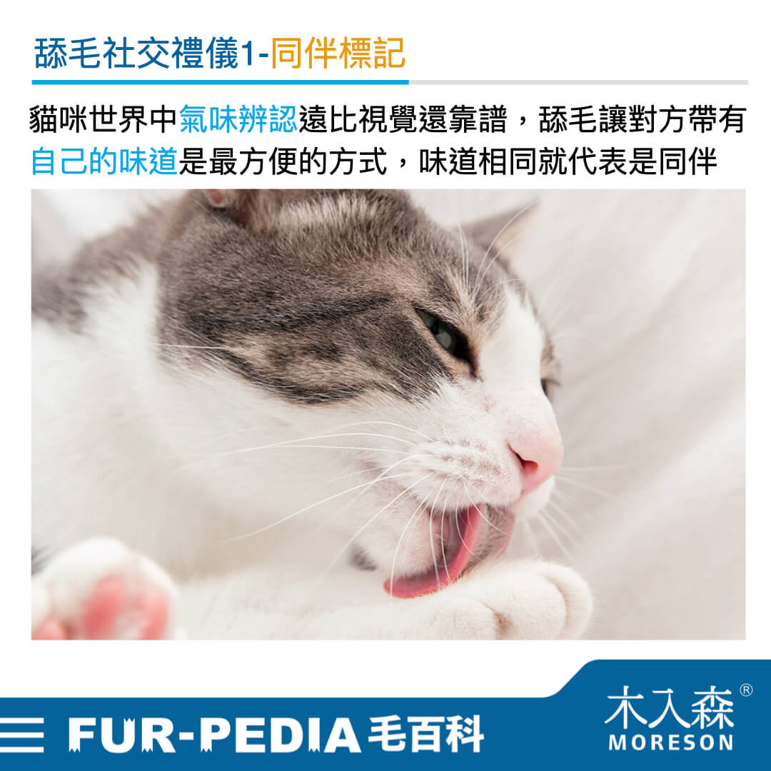毛百科內文_貓_貓咪的社交禮儀從舔毛開始001