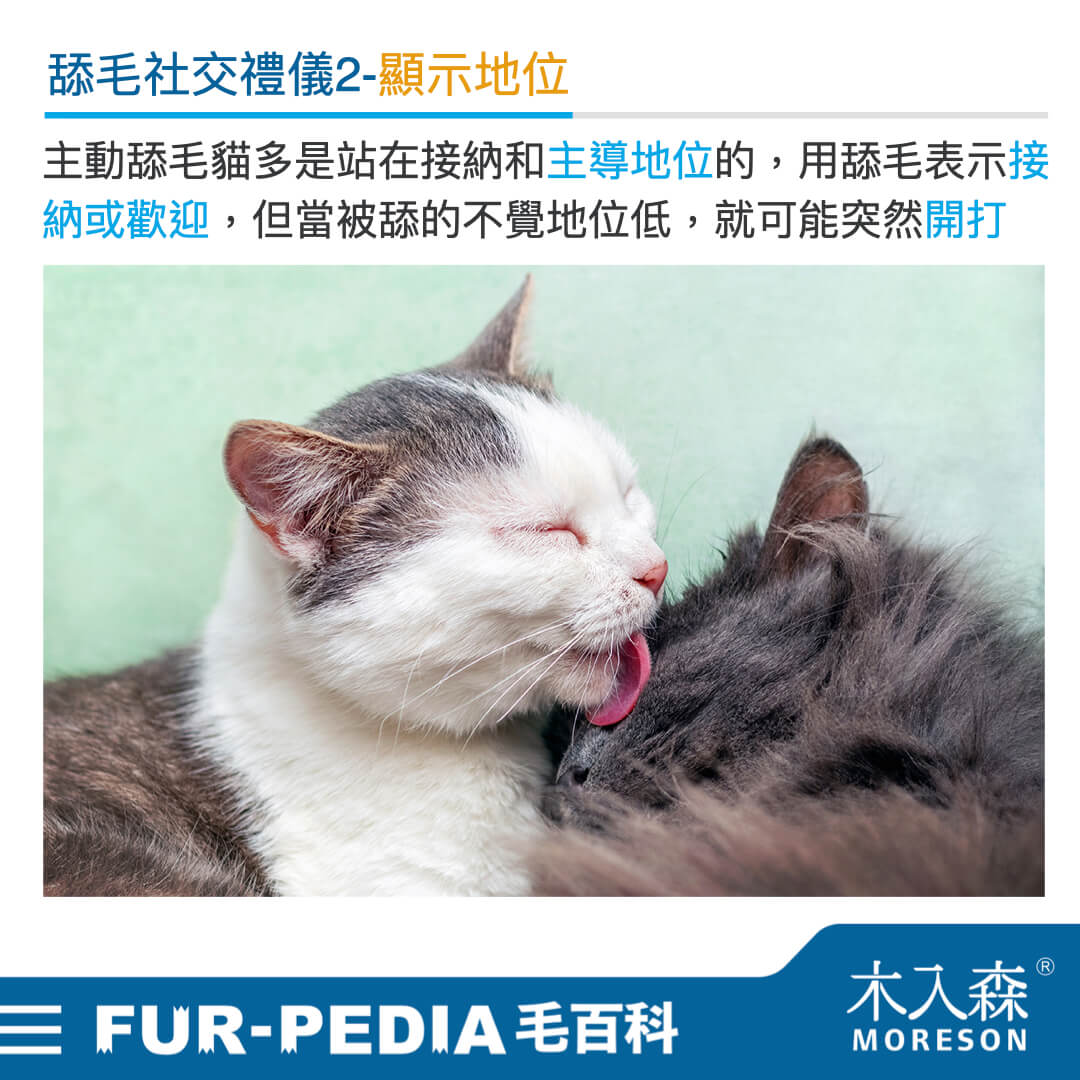 毛百科內文_貓_貓咪的社交禮儀從舔毛開始002