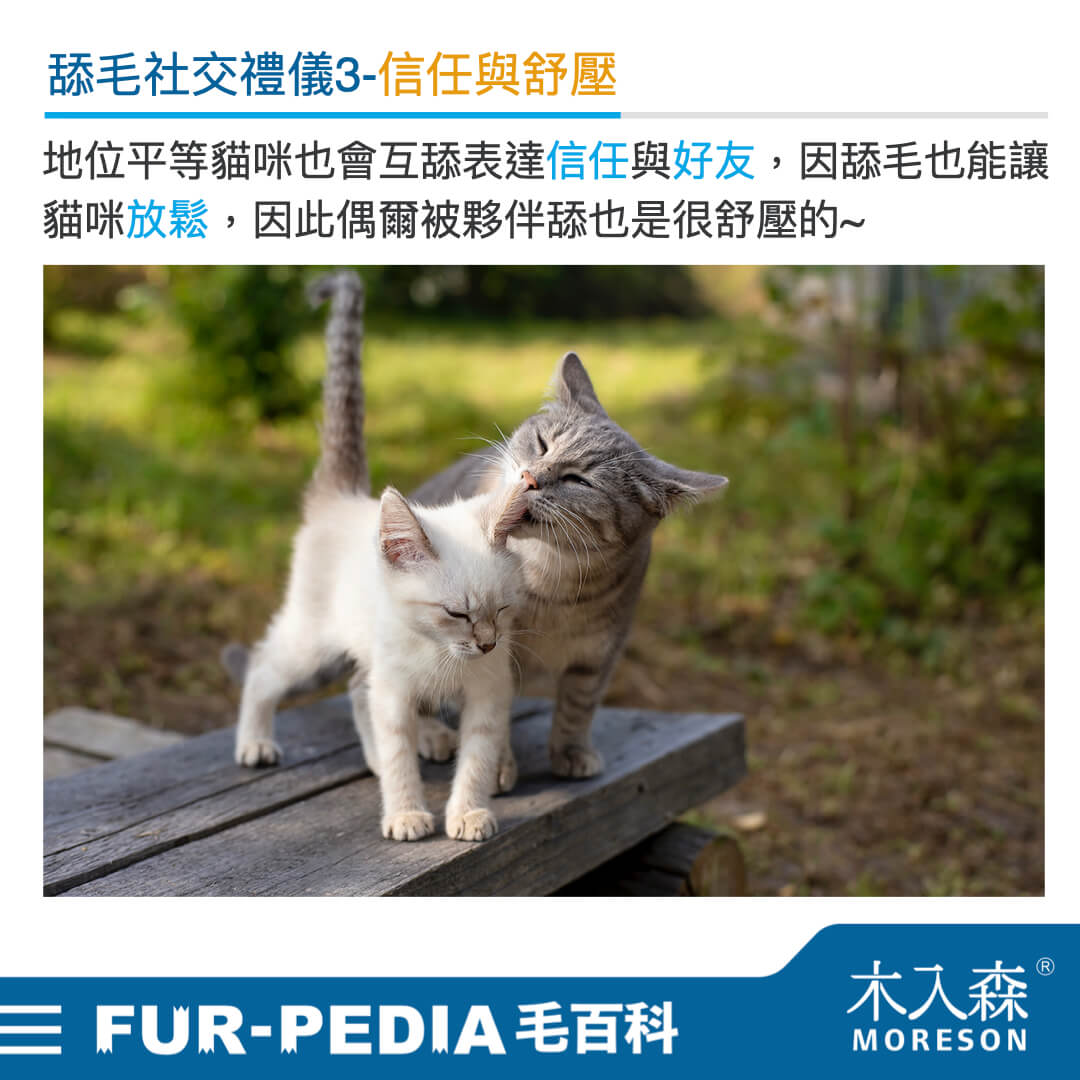 毛百科內文_貓_貓咪的社交禮儀從舔毛開始003