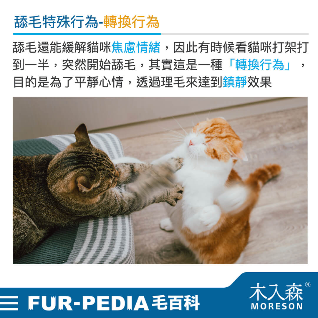 毛百科內文_貓_貓咪的社交禮儀從舔毛開始004