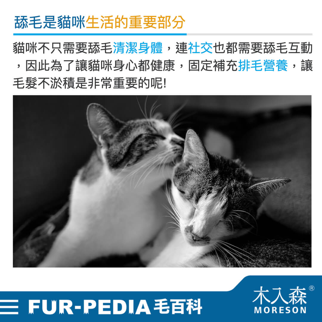 毛百科內文_貓_貓咪的社交禮儀從舔毛開始005