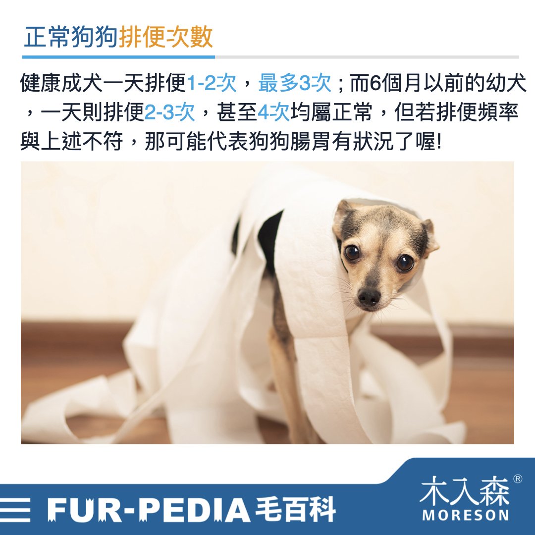 狗狗大便次數