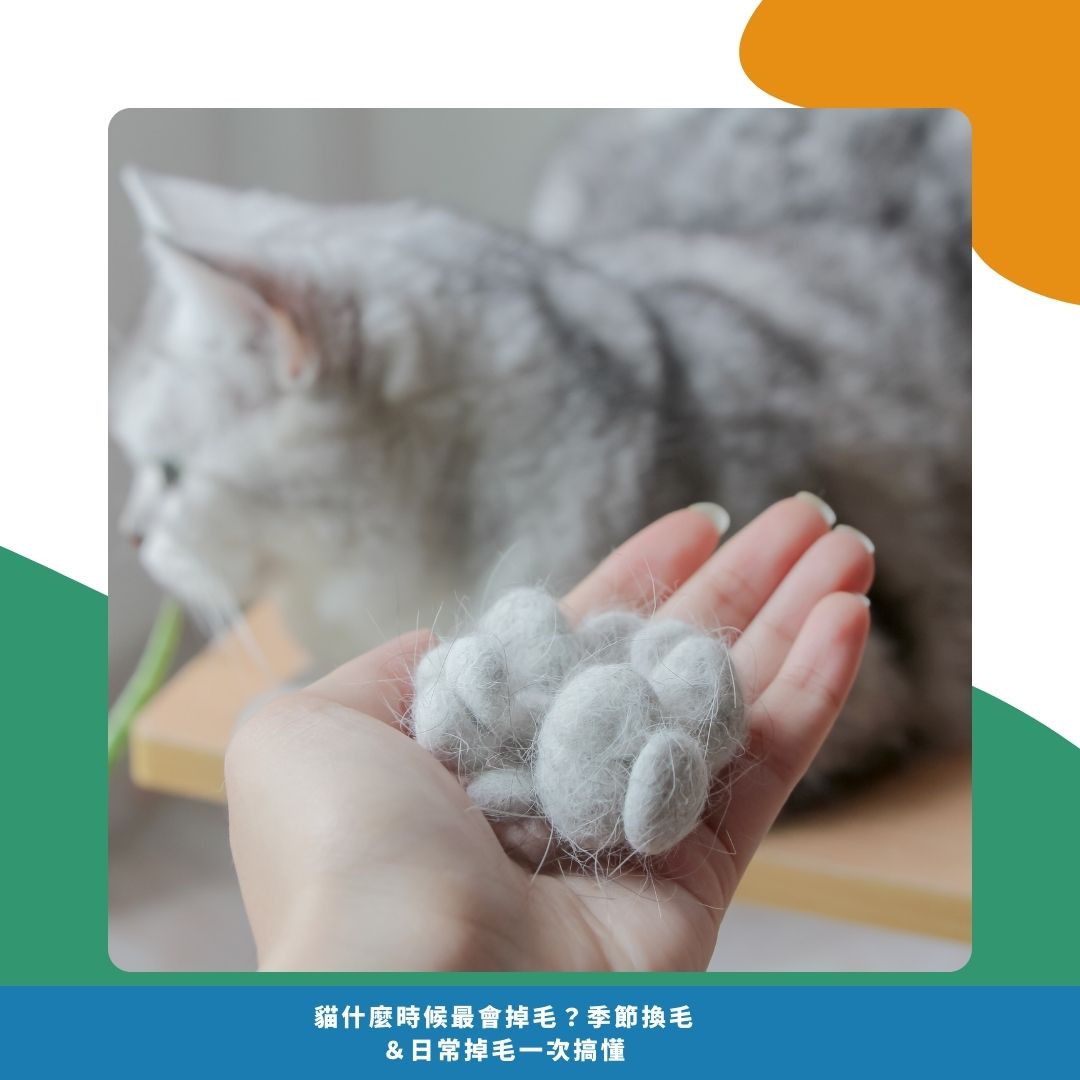 貓咪為什麼會掉毛
