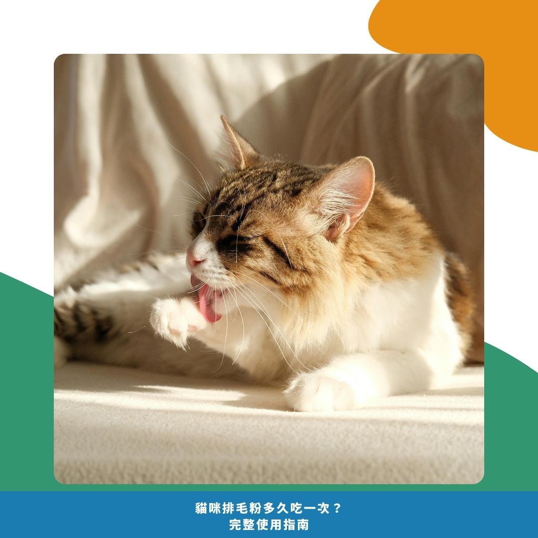 為什麼貓咪需要排毛粉？