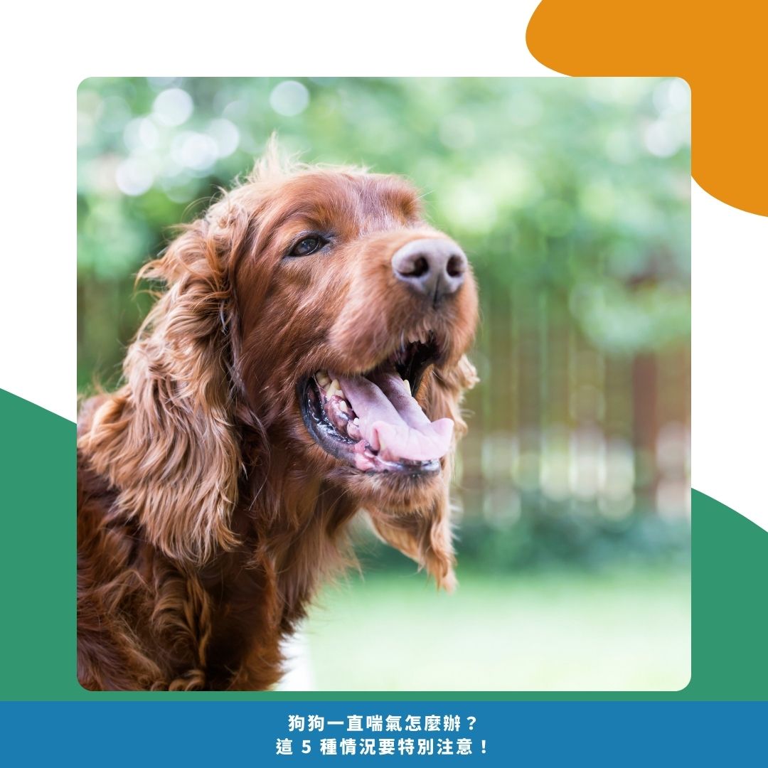 狗狗喘氣正常嗎?三招教你精準判斷 狗狗喘氣正常嗎?三招教你精準判斷