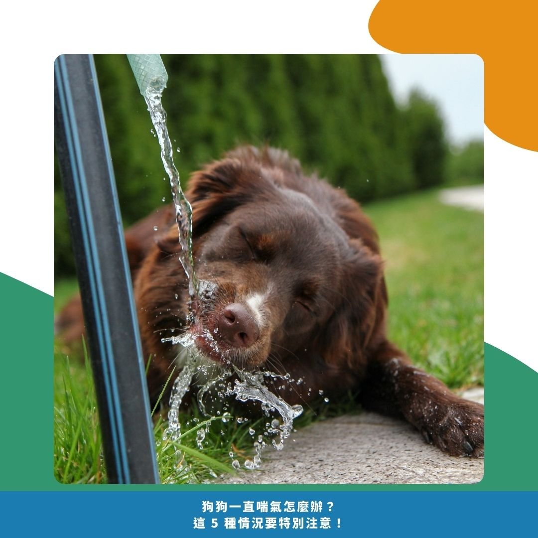 狗狗夏天怎麼顧 6 個細節讓牠更舒服 狗狗夏天怎麼顧 6 個細節讓牠更舒服