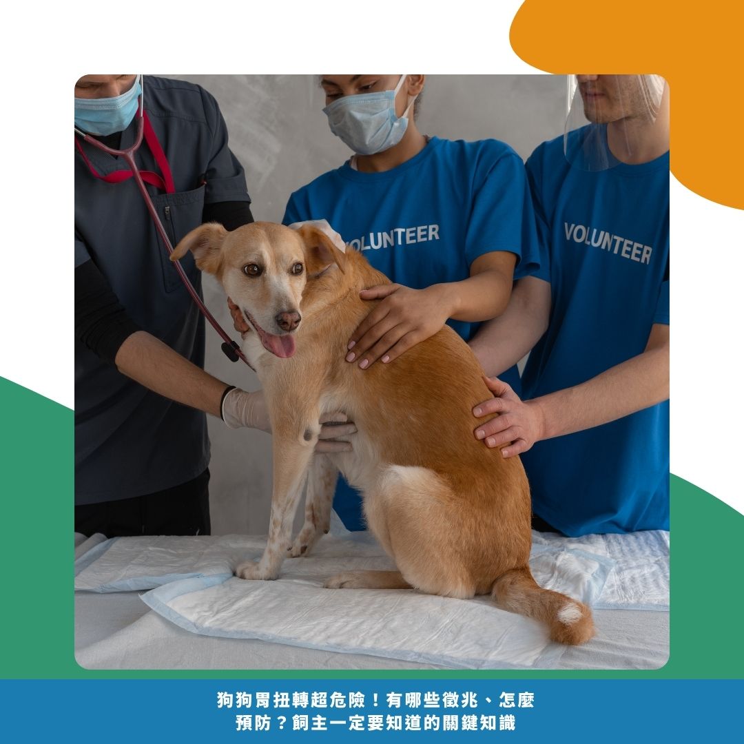 狗狗胃扭轉的治療與風險 狗狗胃扭轉的治療與風險