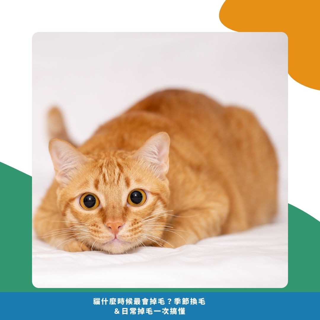 貓什麼時候最會掉毛？