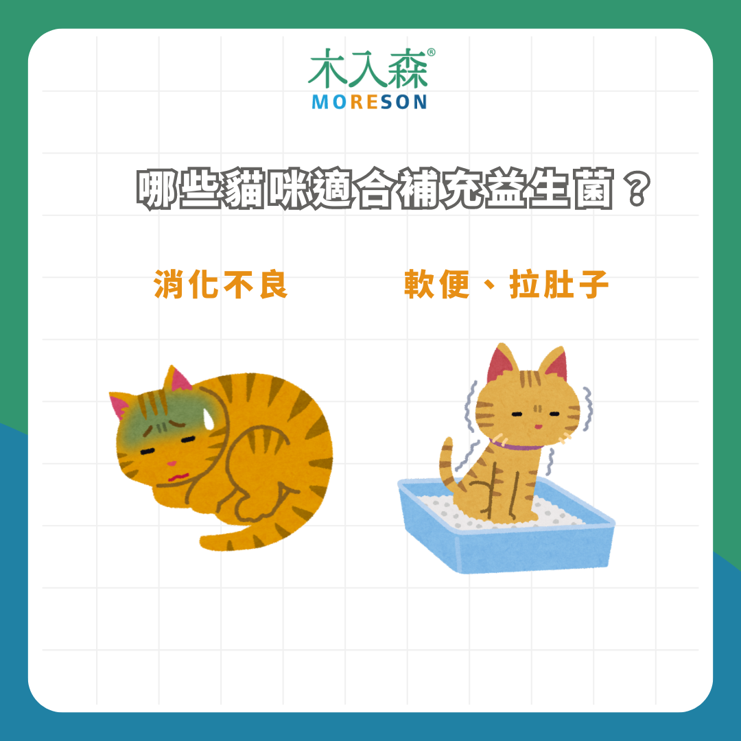 需要吃貓咪益生菌嗎？ 除了拉肚子， 這４種貓咪也要補充益生菌！