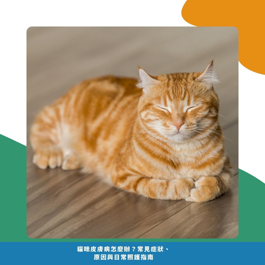 貓咪皮膚病常見 Q&A
