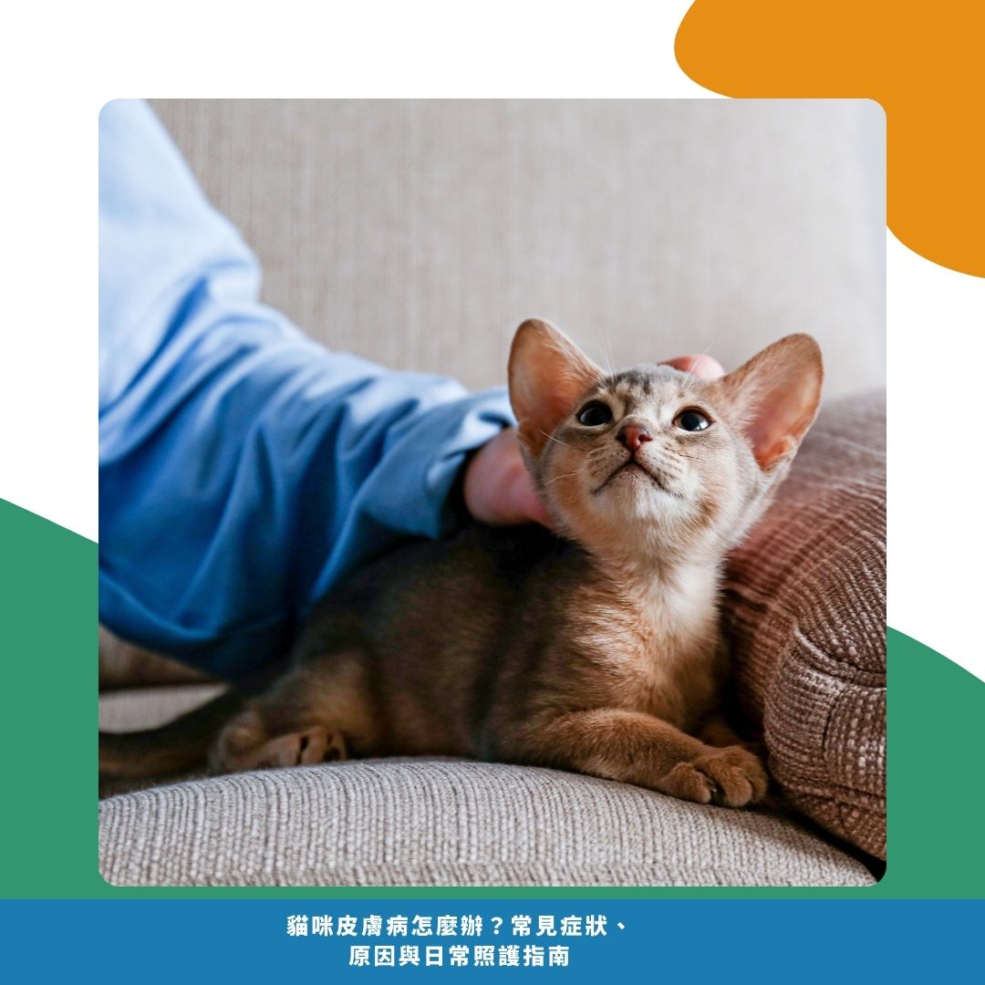貓咪皮膚病的日常照護建議