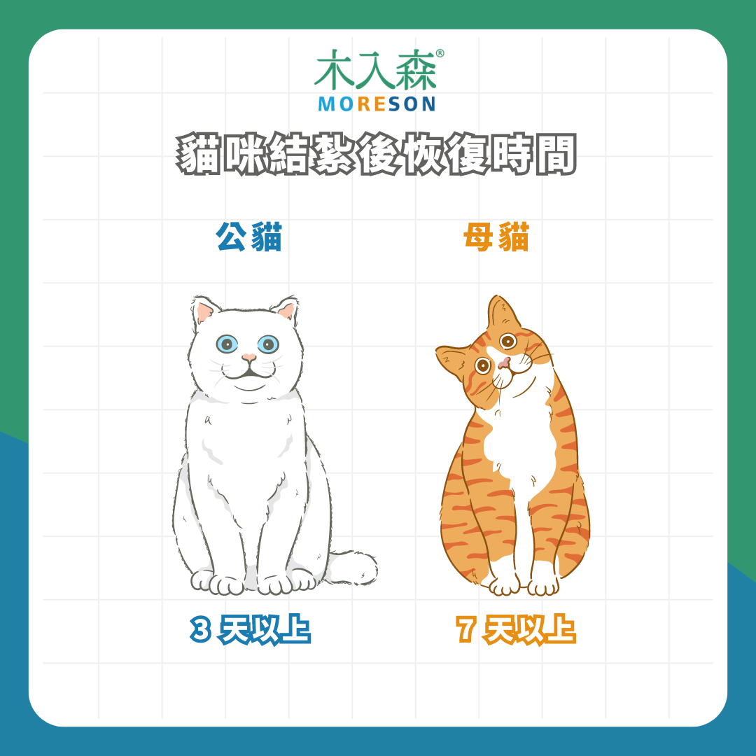 貓咪結紮總整理｜公母貓結紮費用、年紀