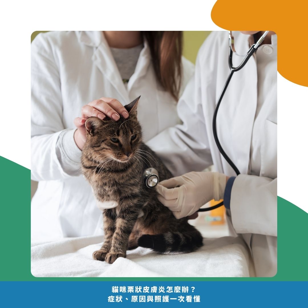 貓栗狀皮膚炎常見症狀