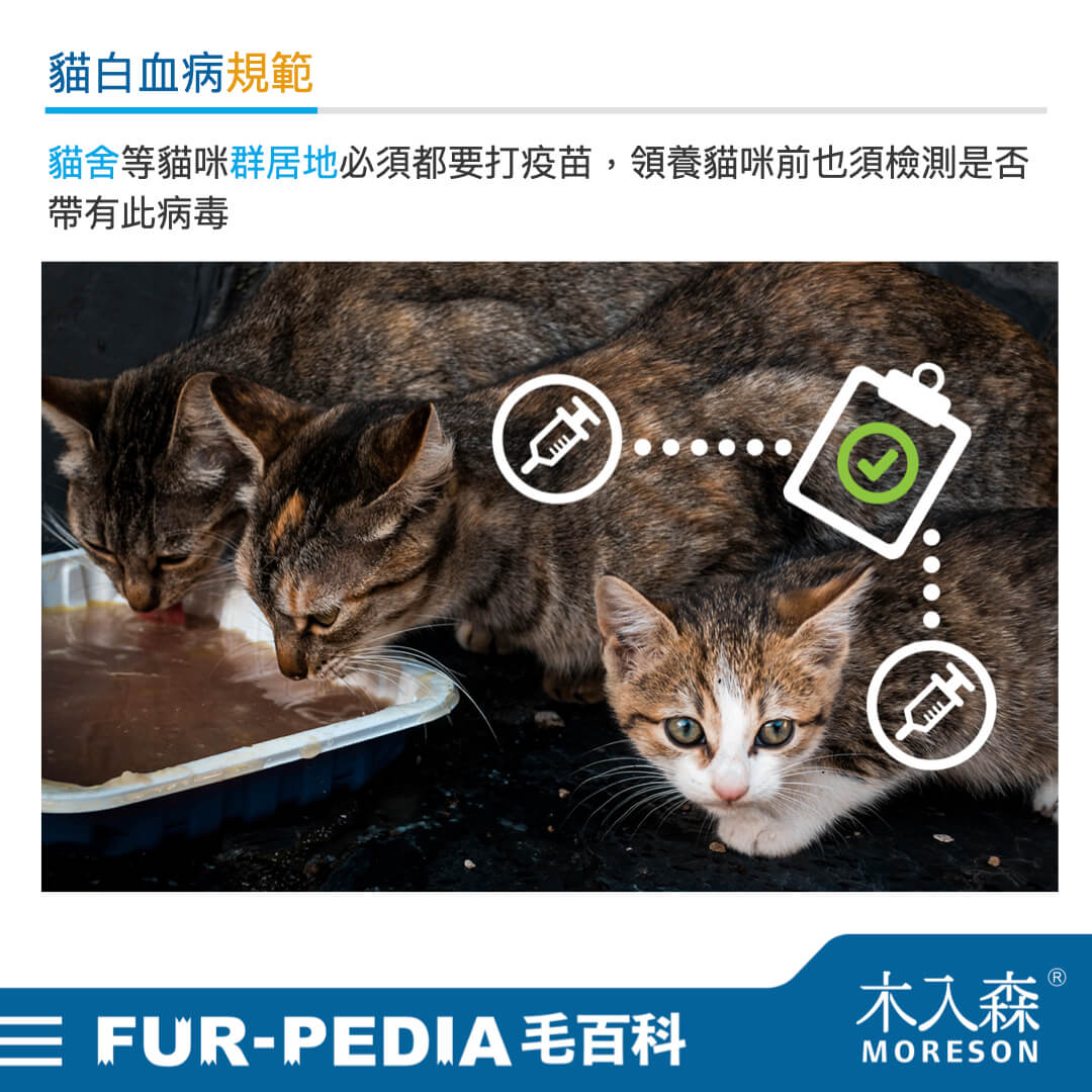 貓白血病規範
