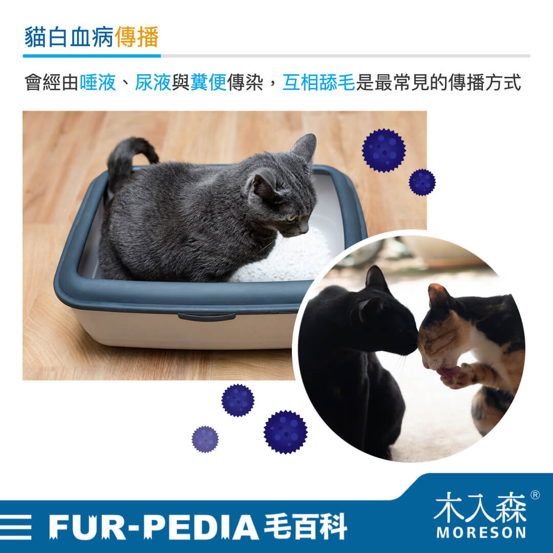 貓白血病傳播
