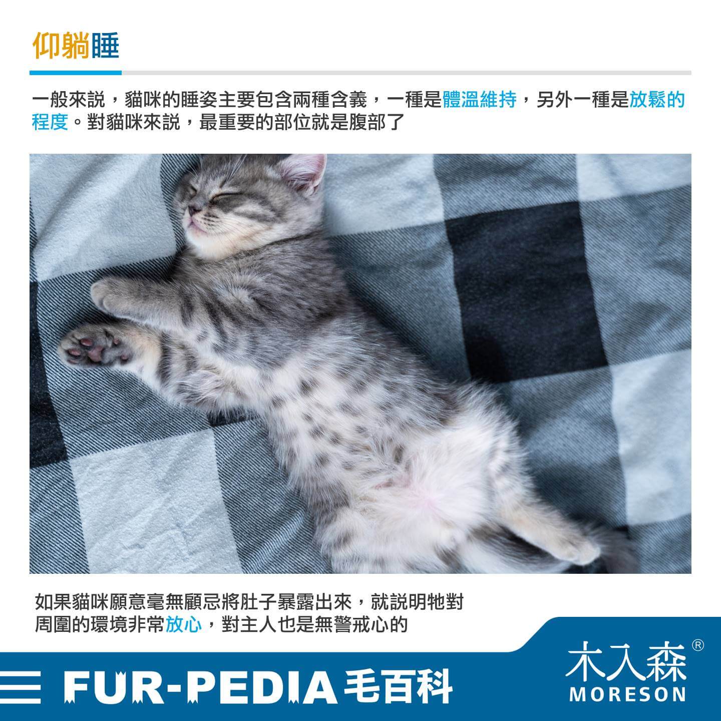 貓睡到翻肚是什麼意思? 5 種貓睡姿大解析,了解喵星人在想什麼! 貓睡到翻肚是什麼意思? 5 種貓睡姿大解析,了解喵星人在想什麼!