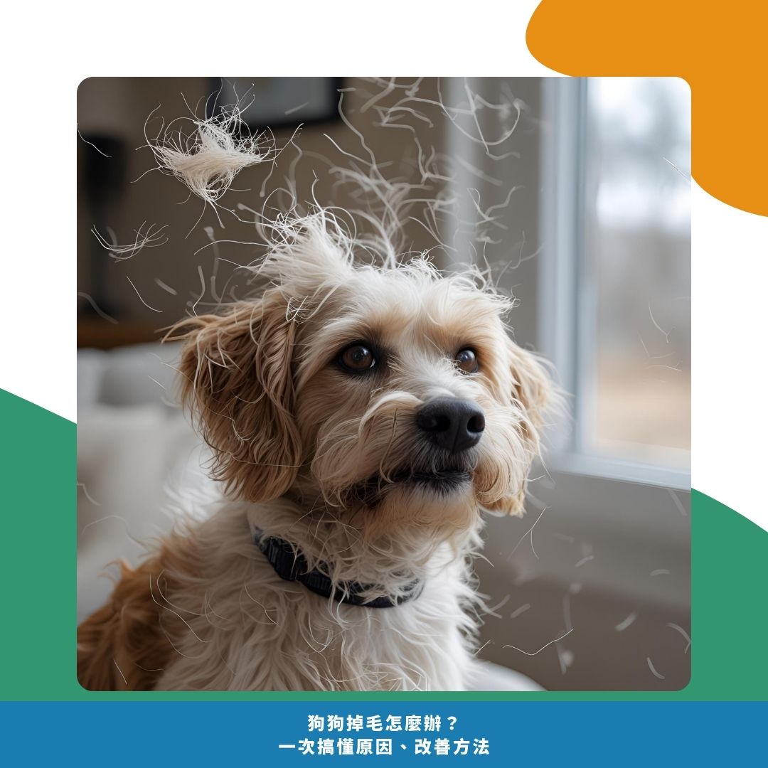 狗狗嚴重掉毛怎麼辦？如何判斷是否該就醫？