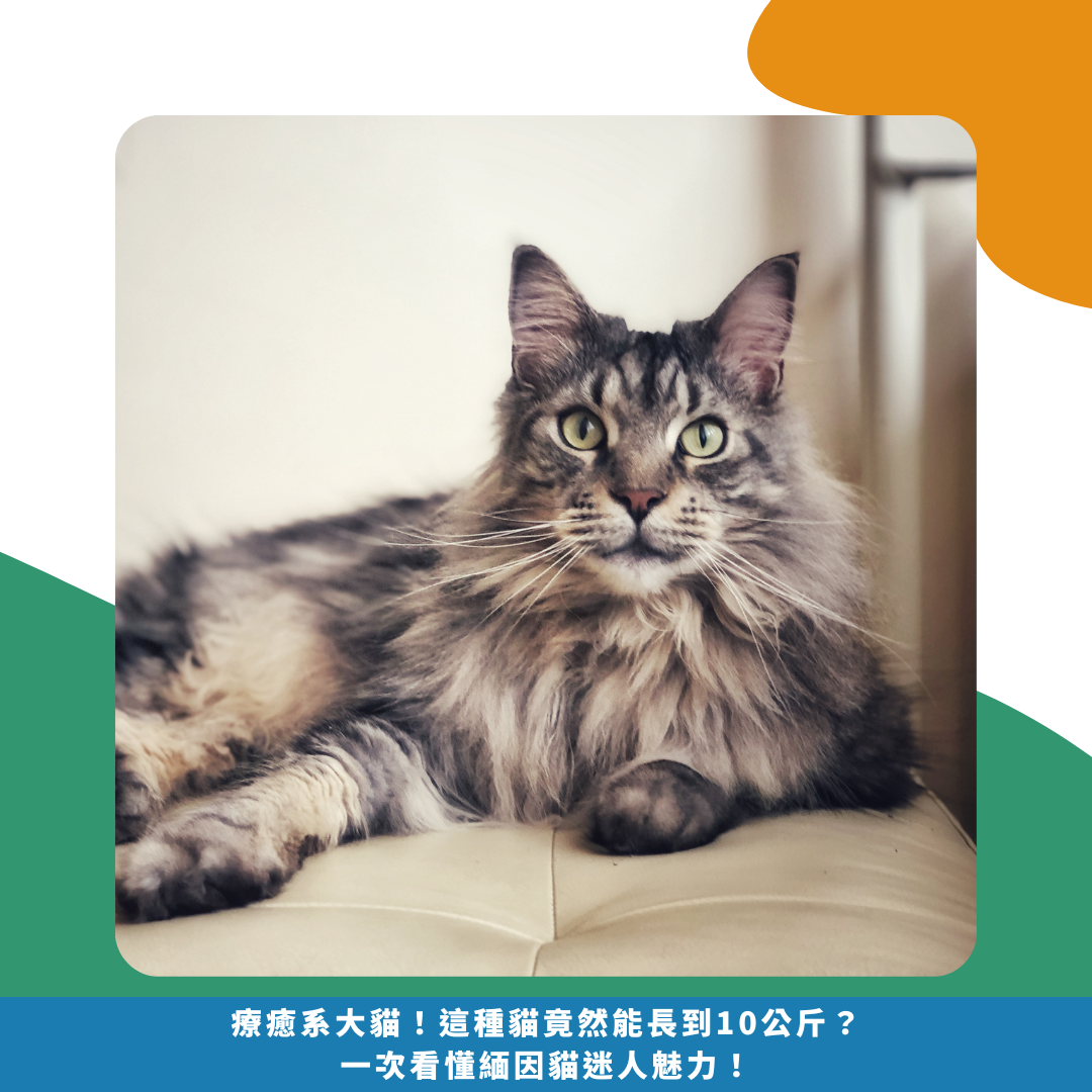 療癒系大貓！這種貓竟然能長到10公斤？一次看懂緬因貓迷人魅力！