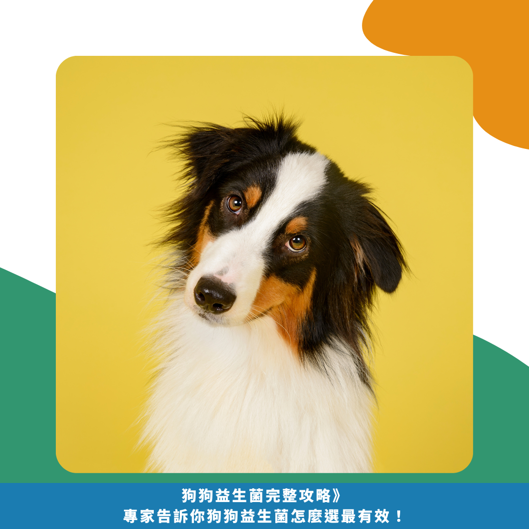 2025狗狗益生菌完整攻略》專家告訴你狗狗益生菌怎麼選最有效！