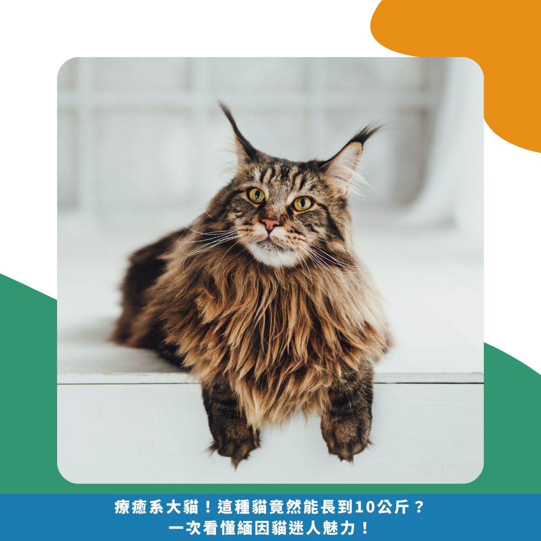 療癒系大貓！這種貓竟然能長到10公斤？一次看懂緬因貓迷人魅力！