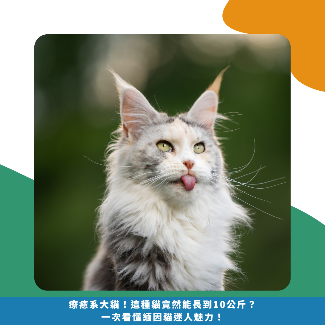 療癒系大貓！這種貓竟然能長到10公斤？一次看懂緬因貓迷人魅力！