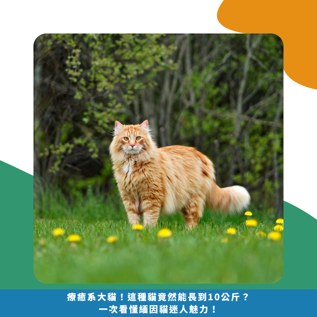 療癒系大貓！這種貓竟然能長到10公斤？一次看懂緬因貓迷人魅力！