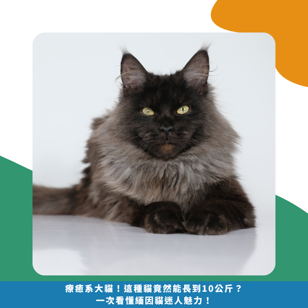 療癒系大貓！這種貓竟然能長到10公斤？一次看懂緬因貓迷人魅力！