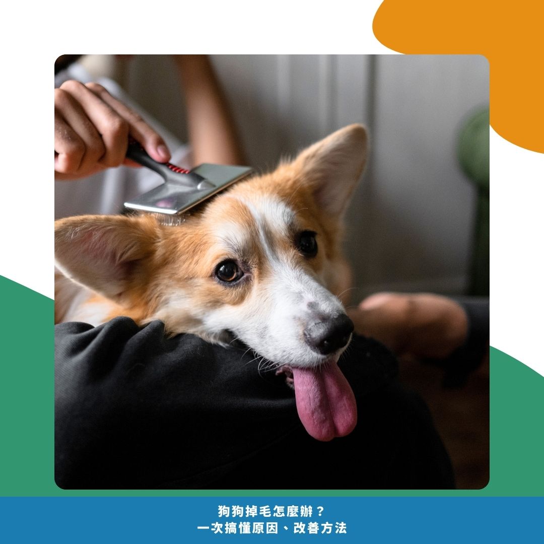 常見迷思：掉毛不是「清一清就好」的事