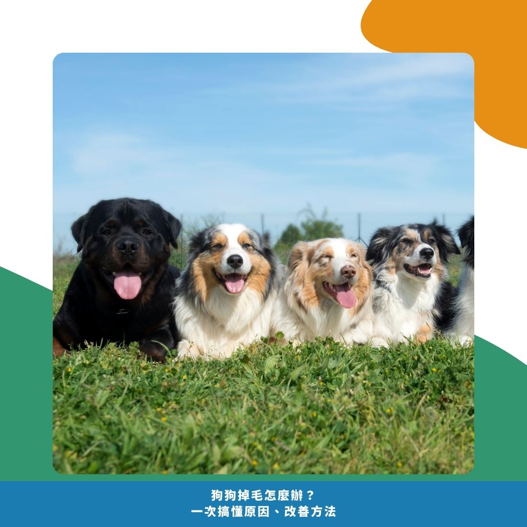 哪些狗狗特別容易掉毛？