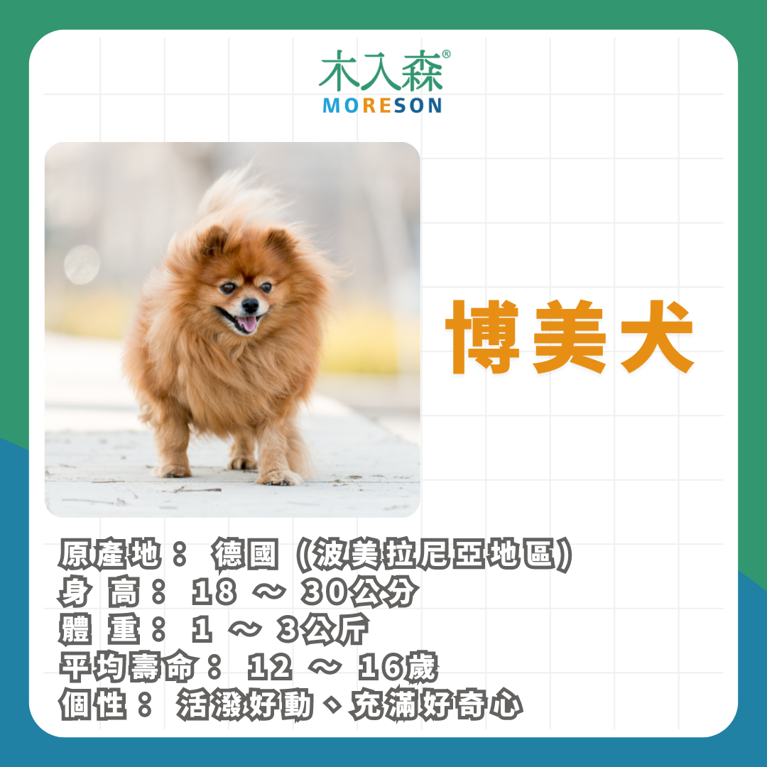 21種狗狗品種總整理｜養狗狗前必讀