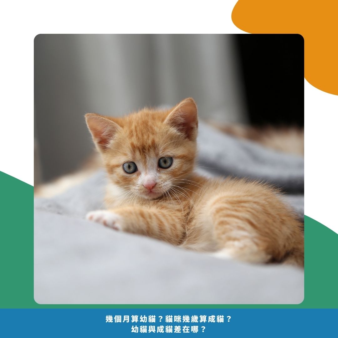 幼貓定義