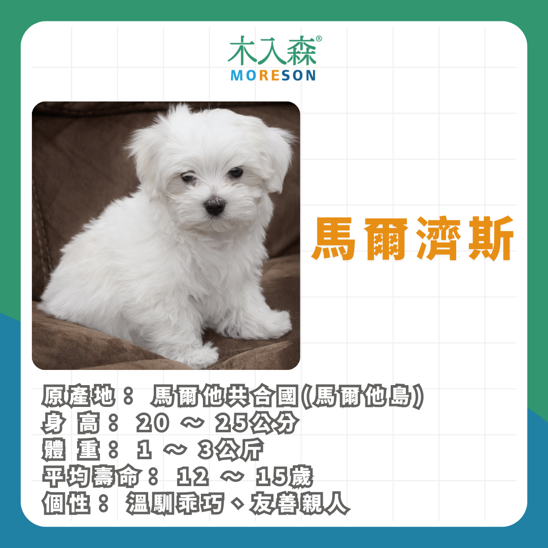 21種狗狗品種總整理｜養狗狗前必讀