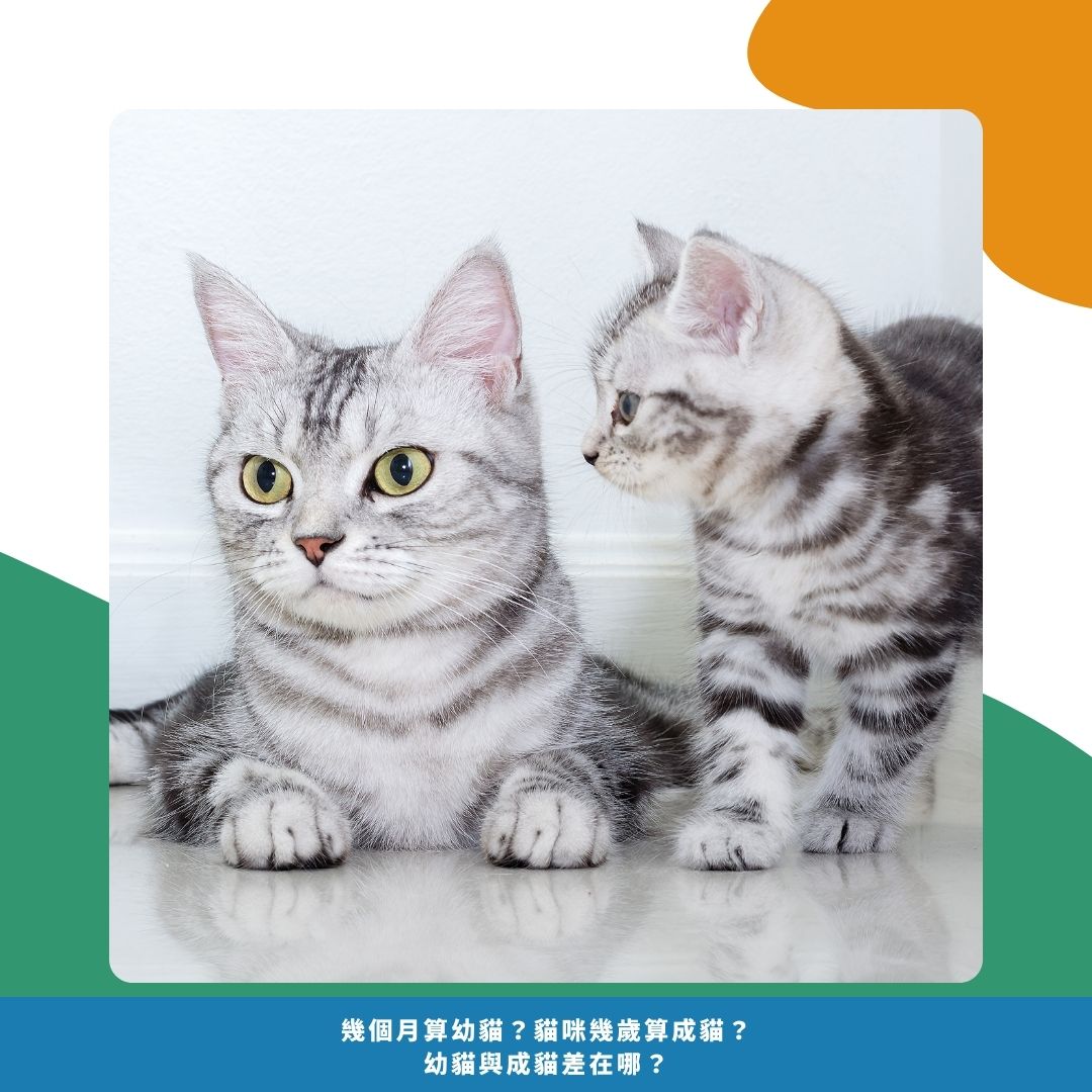 幼貓成貓差異