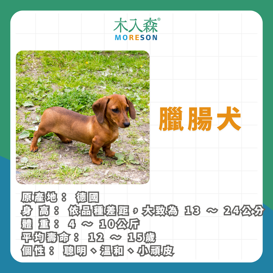 21種狗狗品種總整理｜養狗狗前必讀