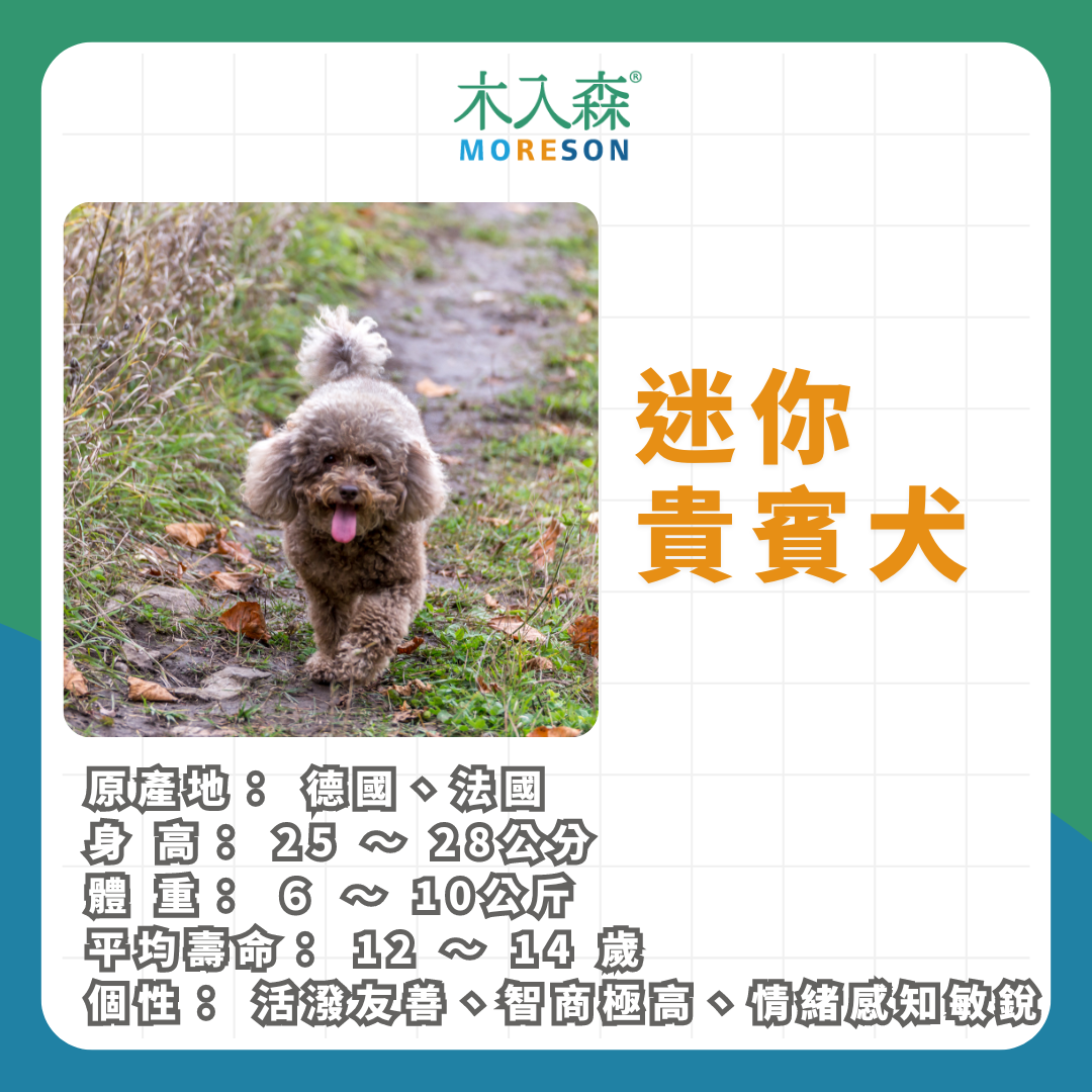 21種狗狗品種總整理｜養狗狗前必讀