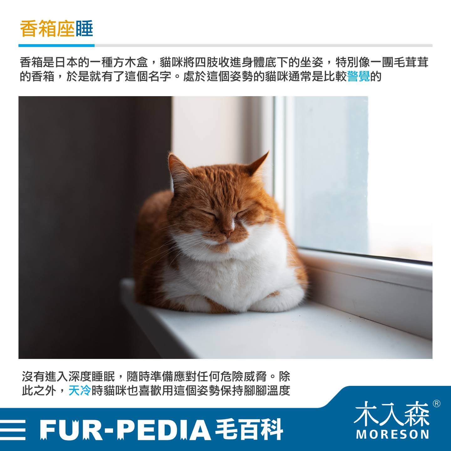 貓睡到翻肚是什麼意思? 5 種貓睡姿大解析,了解喵星人在想什麼! 貓睡到翻肚是什麼意思? 5 種貓睡姿大解析,了解喵星人在想什麼!